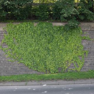 Photo Textures of Ivy